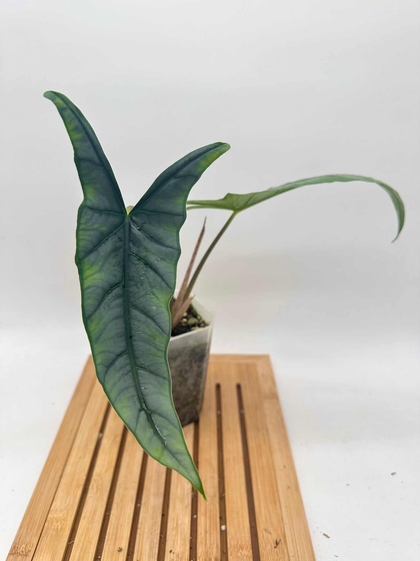 Alocasia Metallic Blue