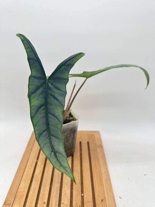 Alocasia Metallic Blue