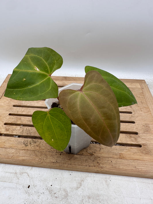 Anthurium Red Stem x Blue Papillilaminum - Thanksgiving Sale 💚