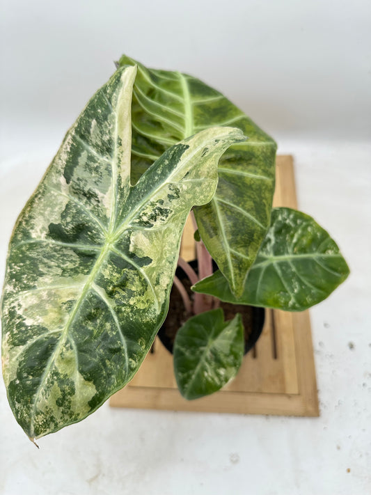 Alocasia Nairobi Knight Variegated CORM