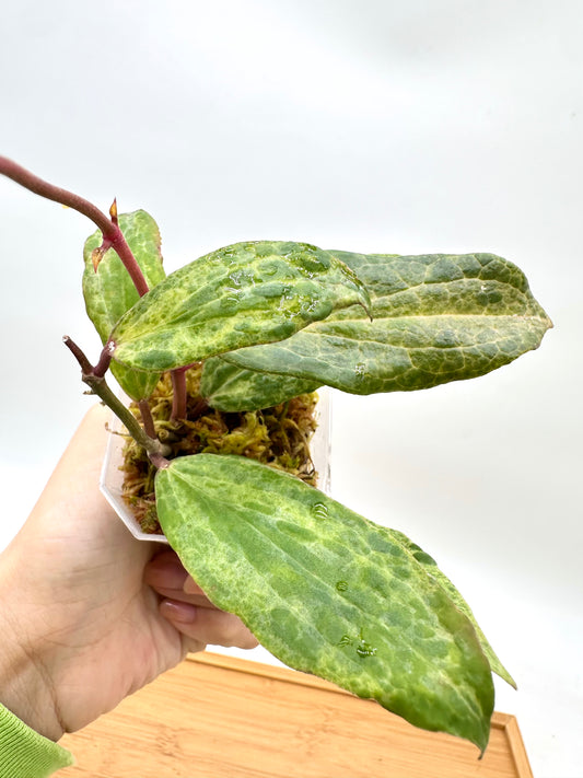 Hoya Crocodile - 2 Growths