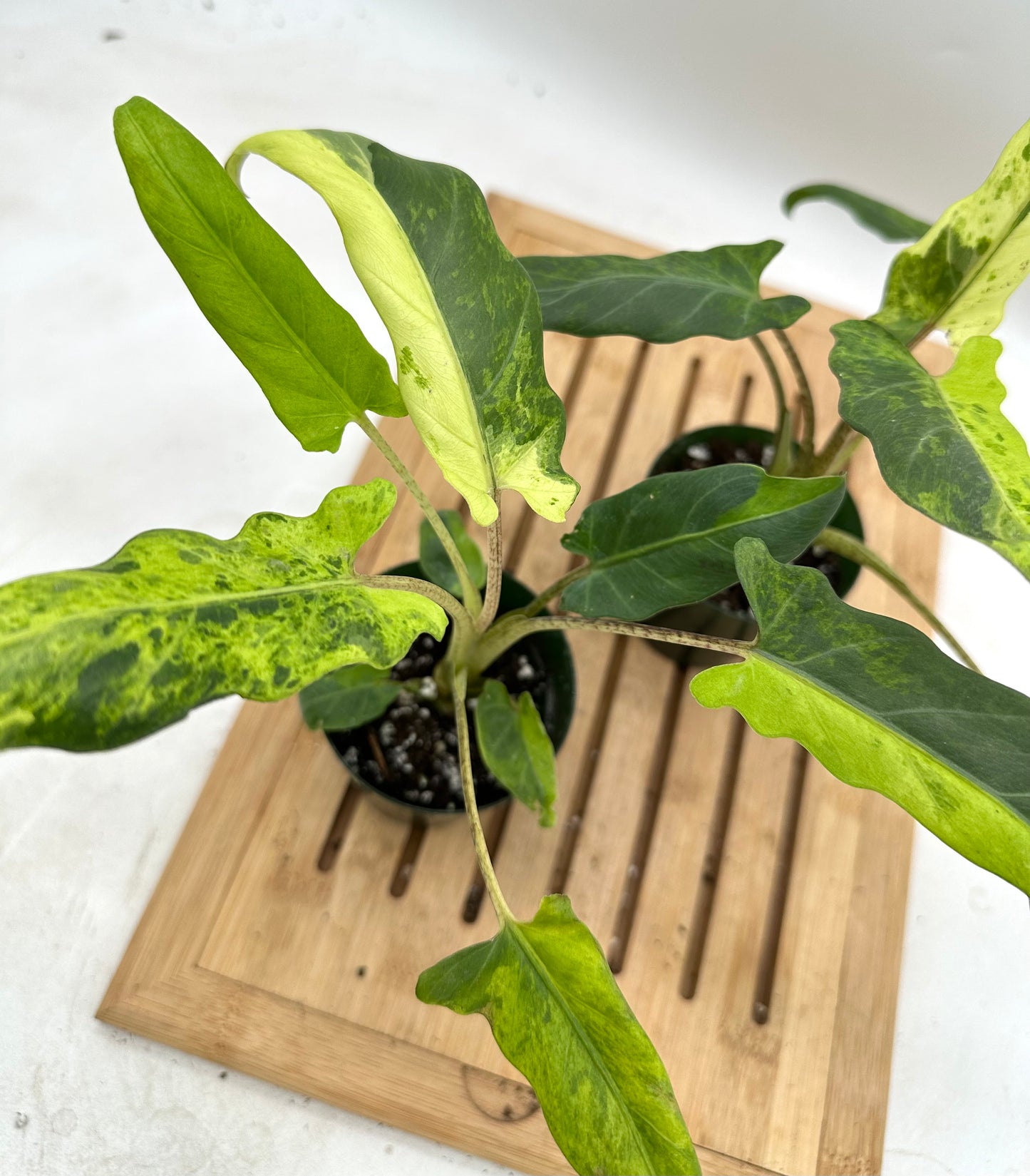 Alocasia Lauterbachiana Variegated (Purple Sword)