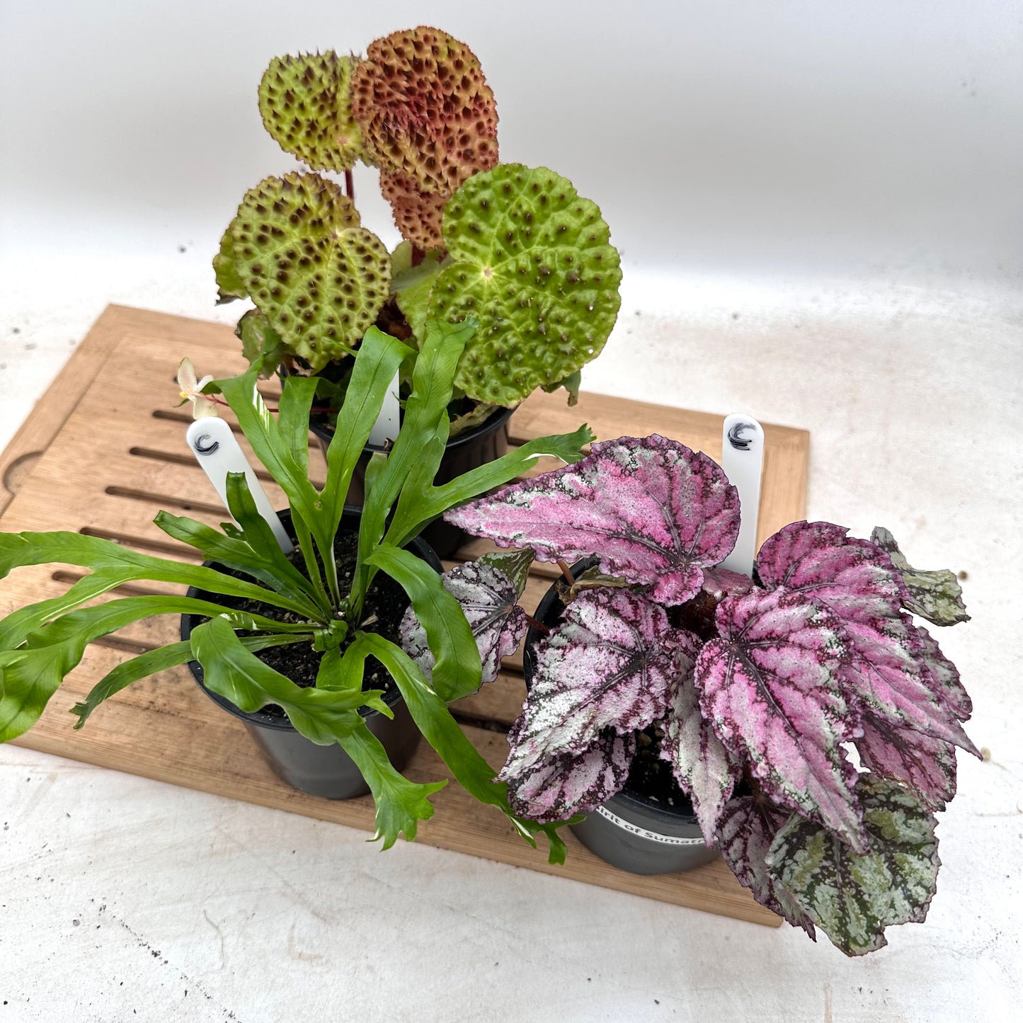 Combo Sale - Begonia Ferox & Begonia ‘Spirit of Sumatra’ & Variegated Bird’s Nest Ferng