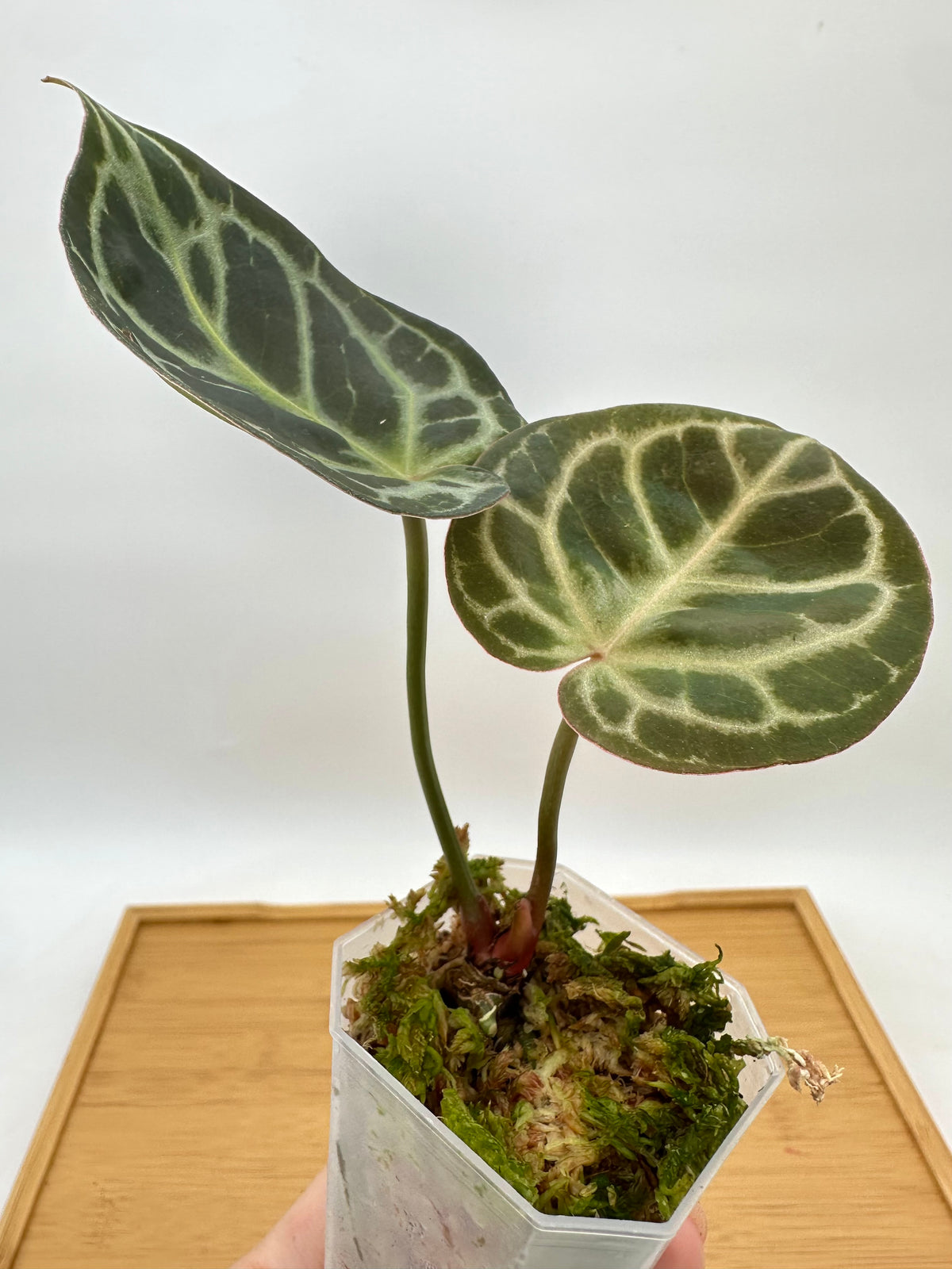 Anthurium Red Crystallinum x Black Crystallinum