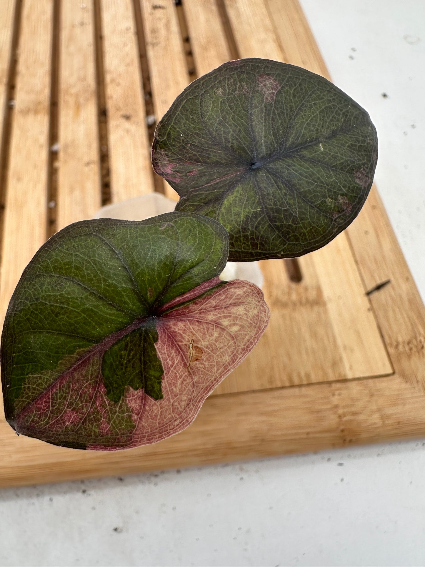 Thanksgiving Sales - 
Variegated Alocasia Serendipity Pink