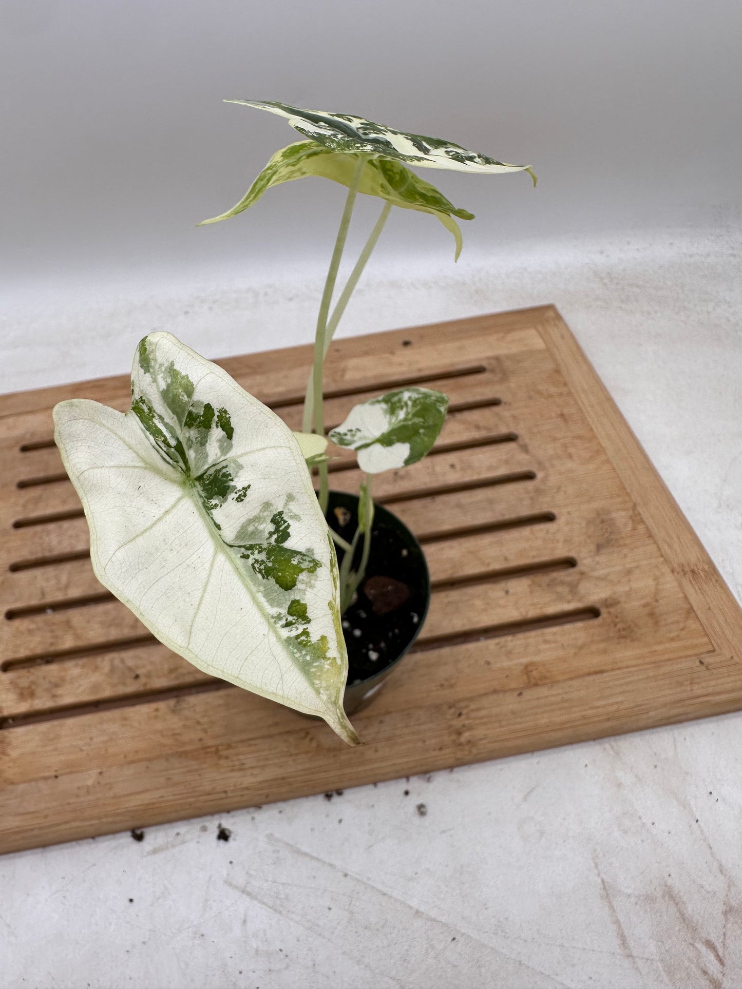 Alocasia Frydek Albo - 3 growths - August Sale