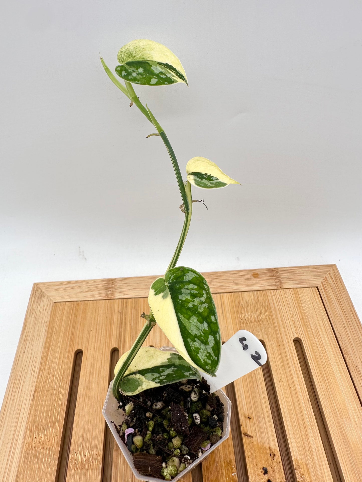 Scindapsus Mayari Variegated 042