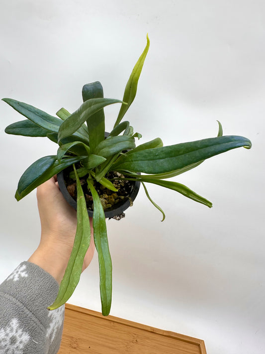 Blue Oil Fern