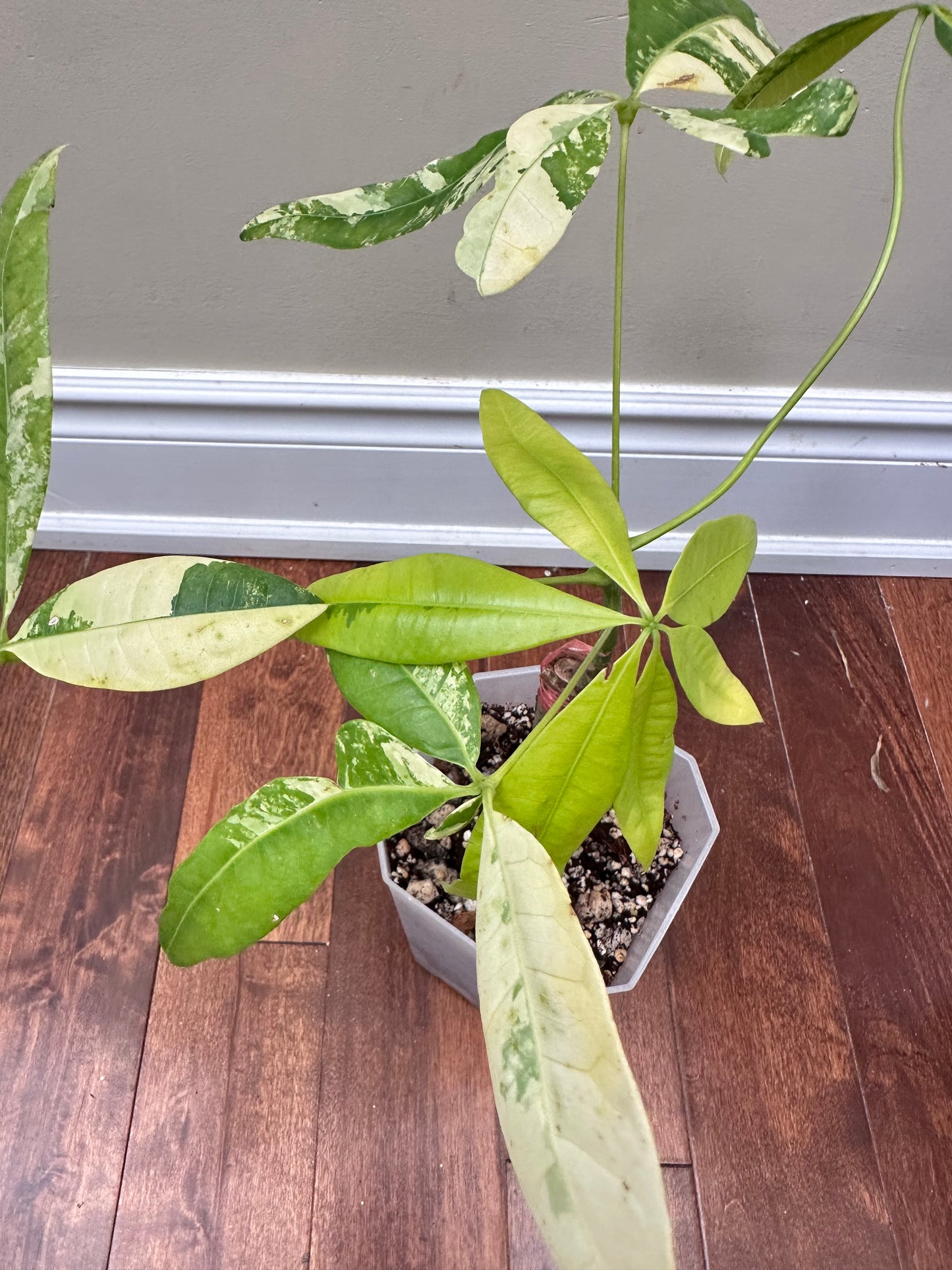 Money Tree Aurea Variegated