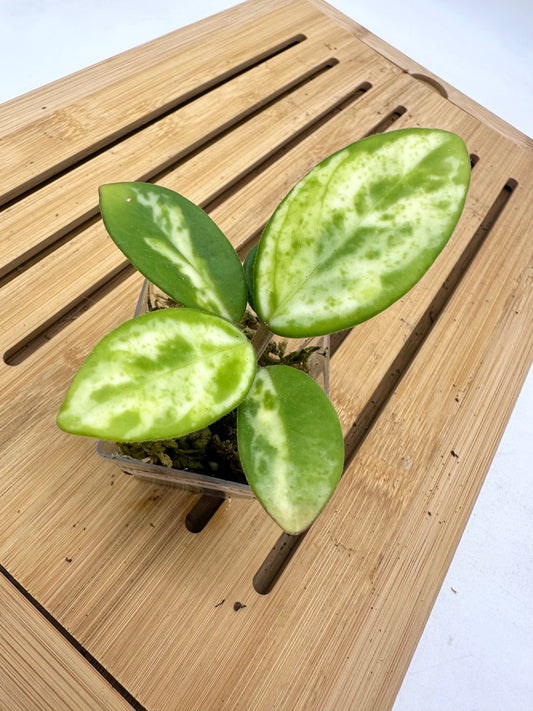 Hoya Madara Green Edge