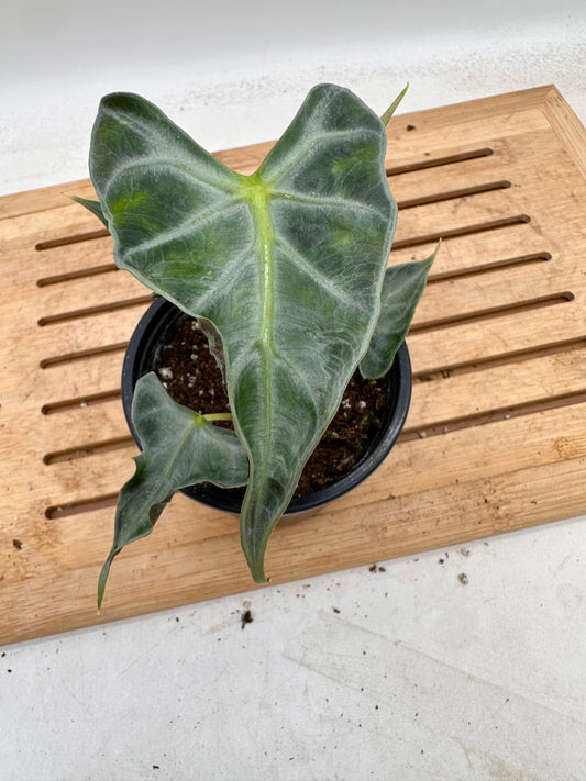 Alocasia Loco