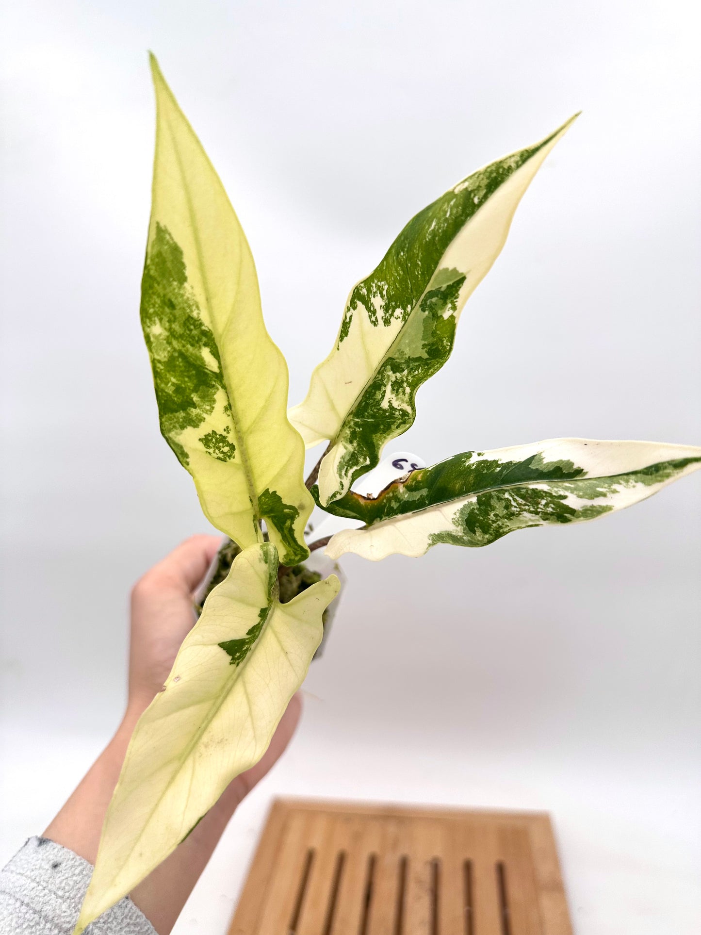 Alocasia Lauterbachiana Albo Variegated