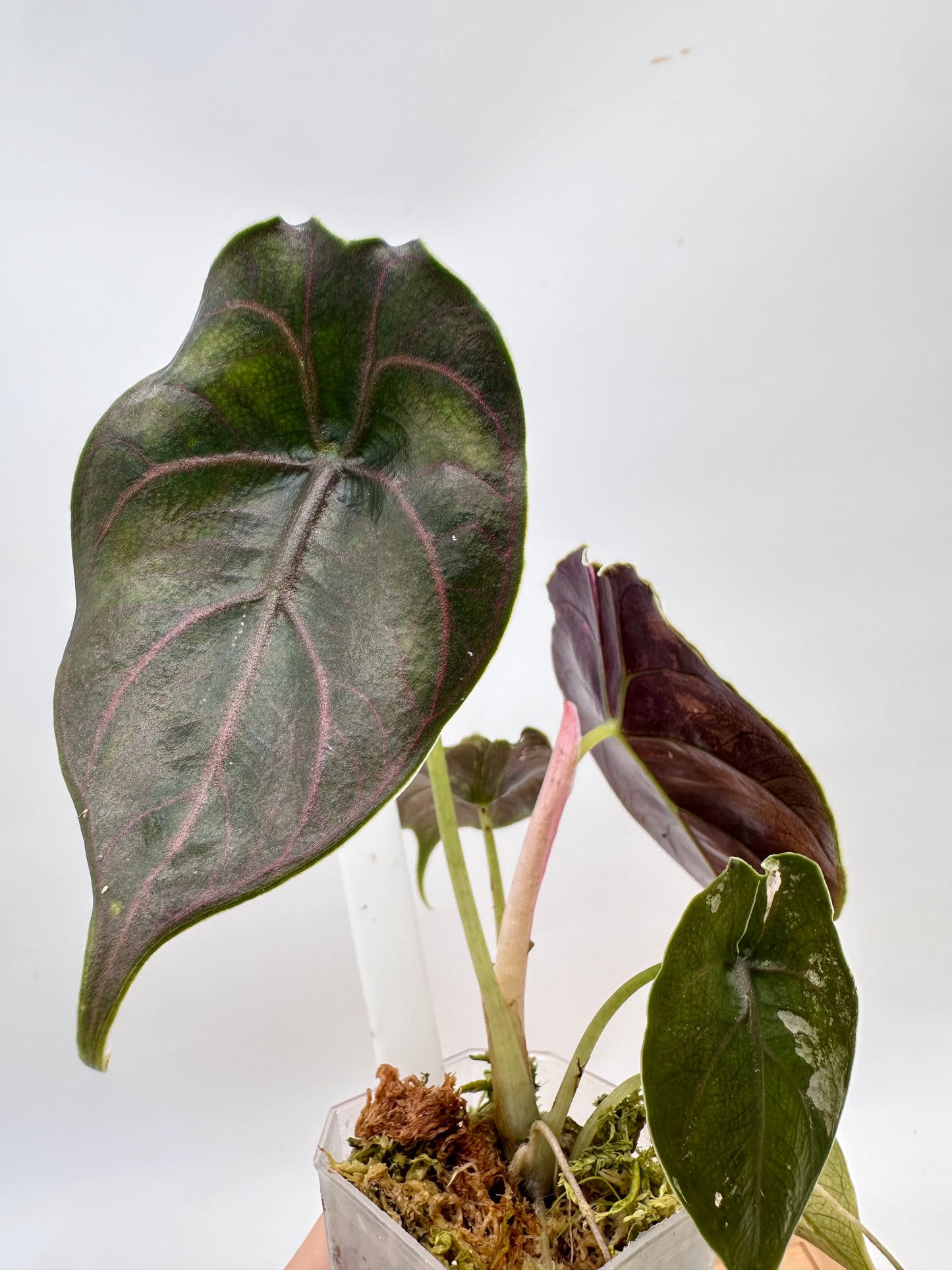 Alocasia Azlanii Albo Pink Variegated