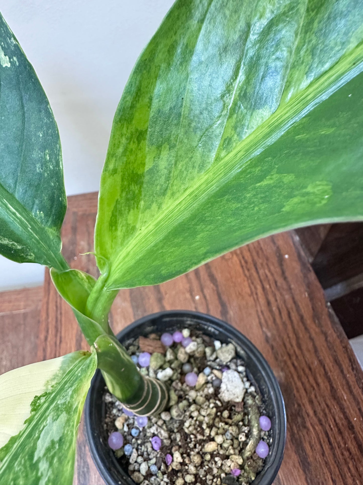 Dieffenbachia ‘Big Ben’ Variegated