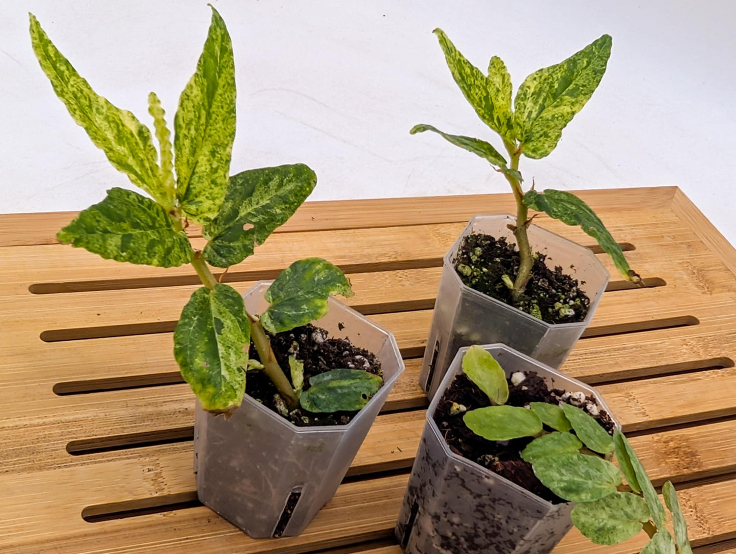 Begonia Watermelon Variegated