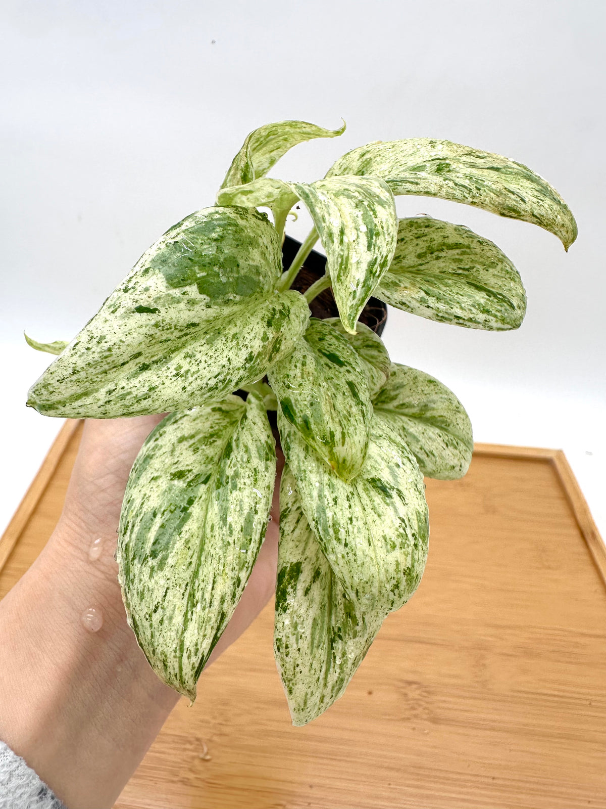 Scindapsus Super Star - Multiple Growths