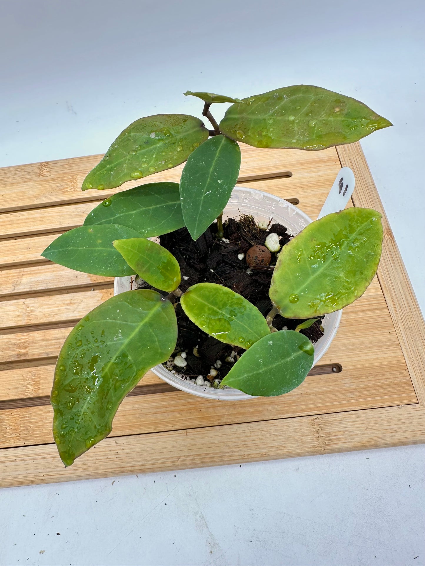 Hoya Patricia - Multiple Growths