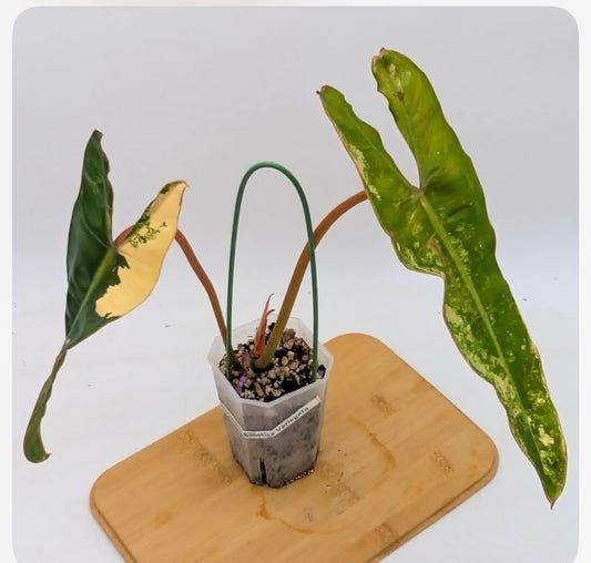 Philodendron Billietiae Variegated