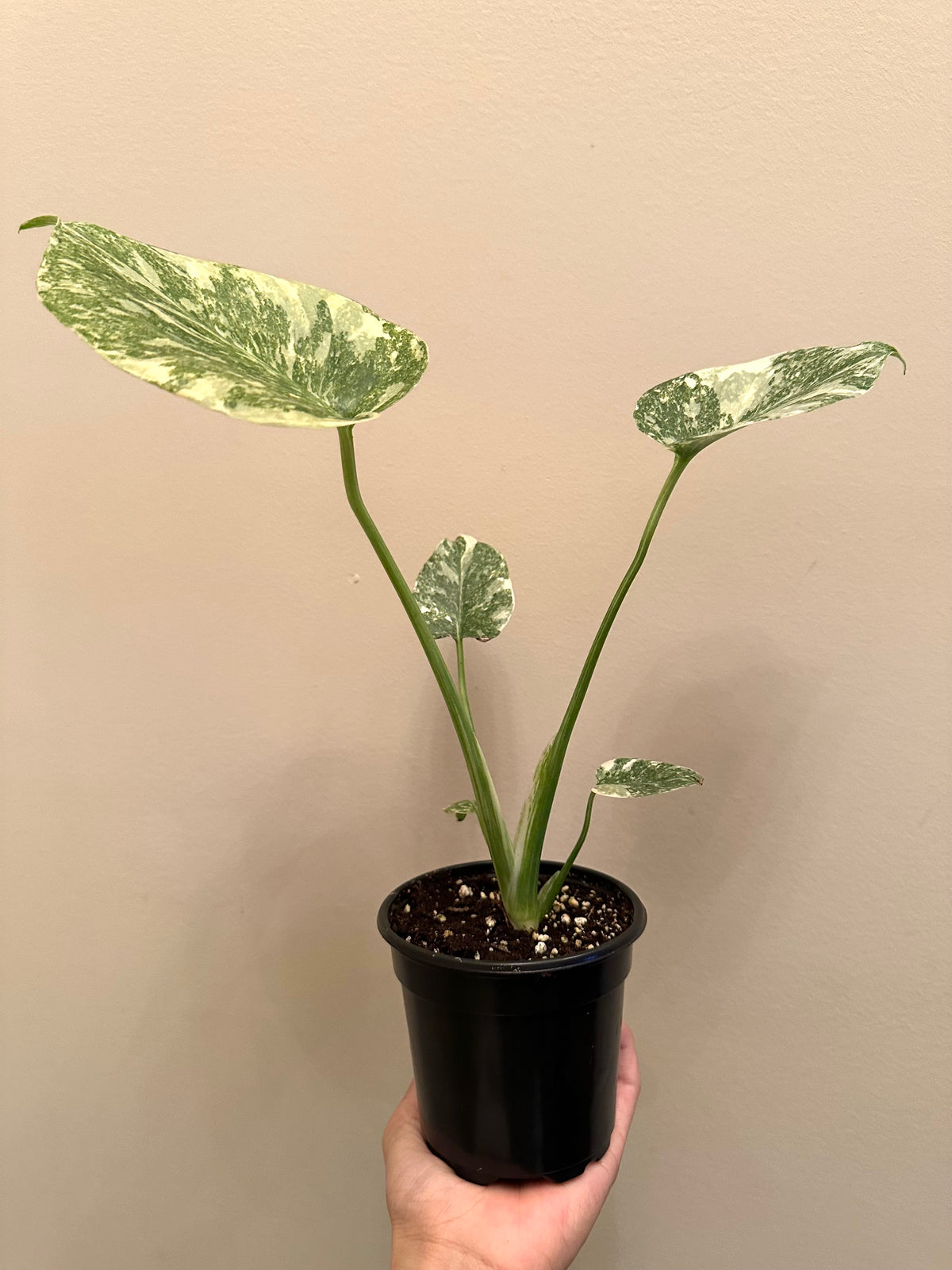 Monstera Legacy A
