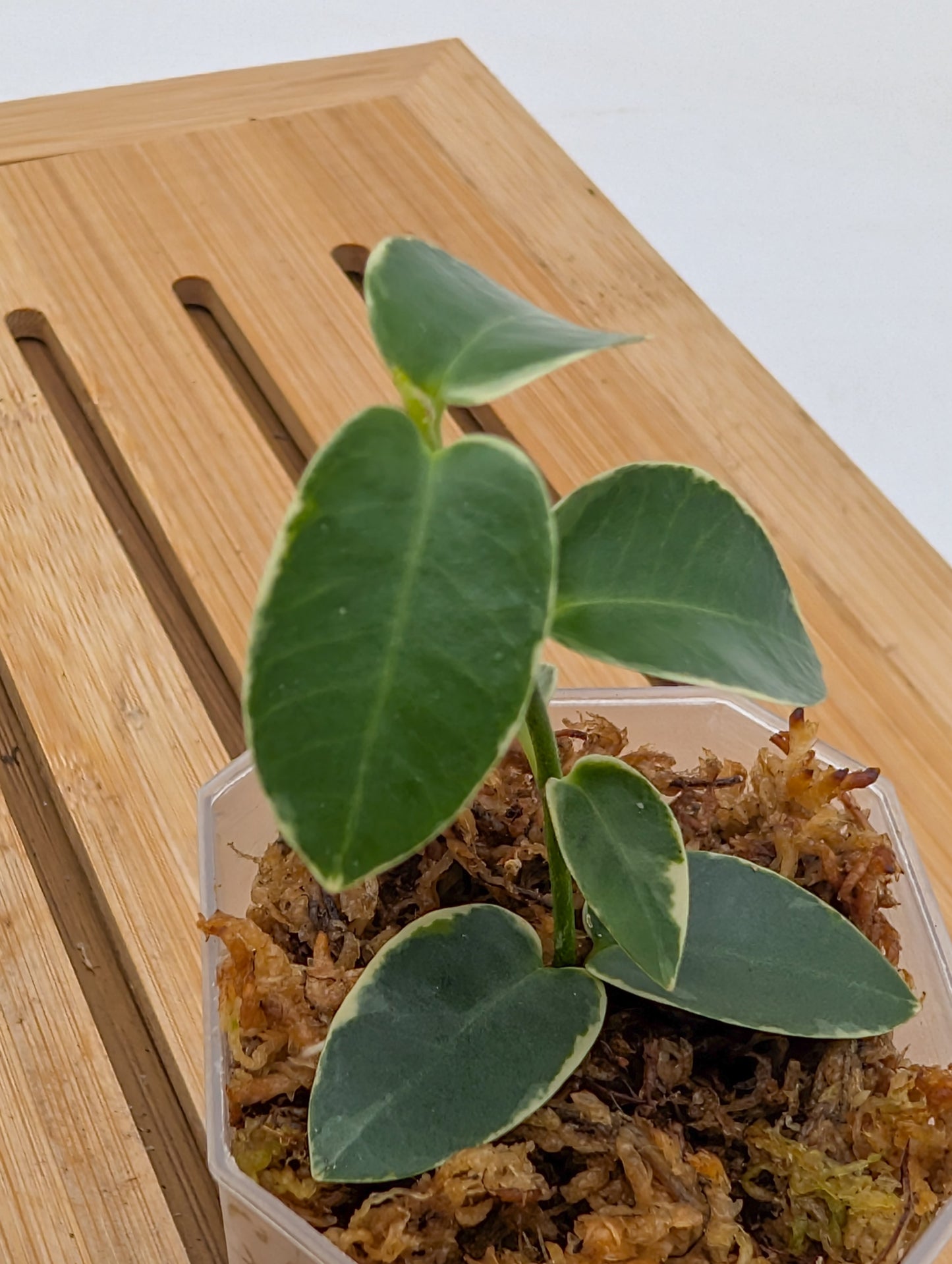 Hoya Cumingiana Variegated