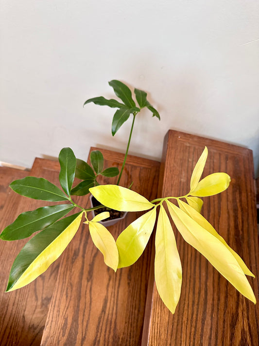 Philodendron Goeldii Variegated - Good Size