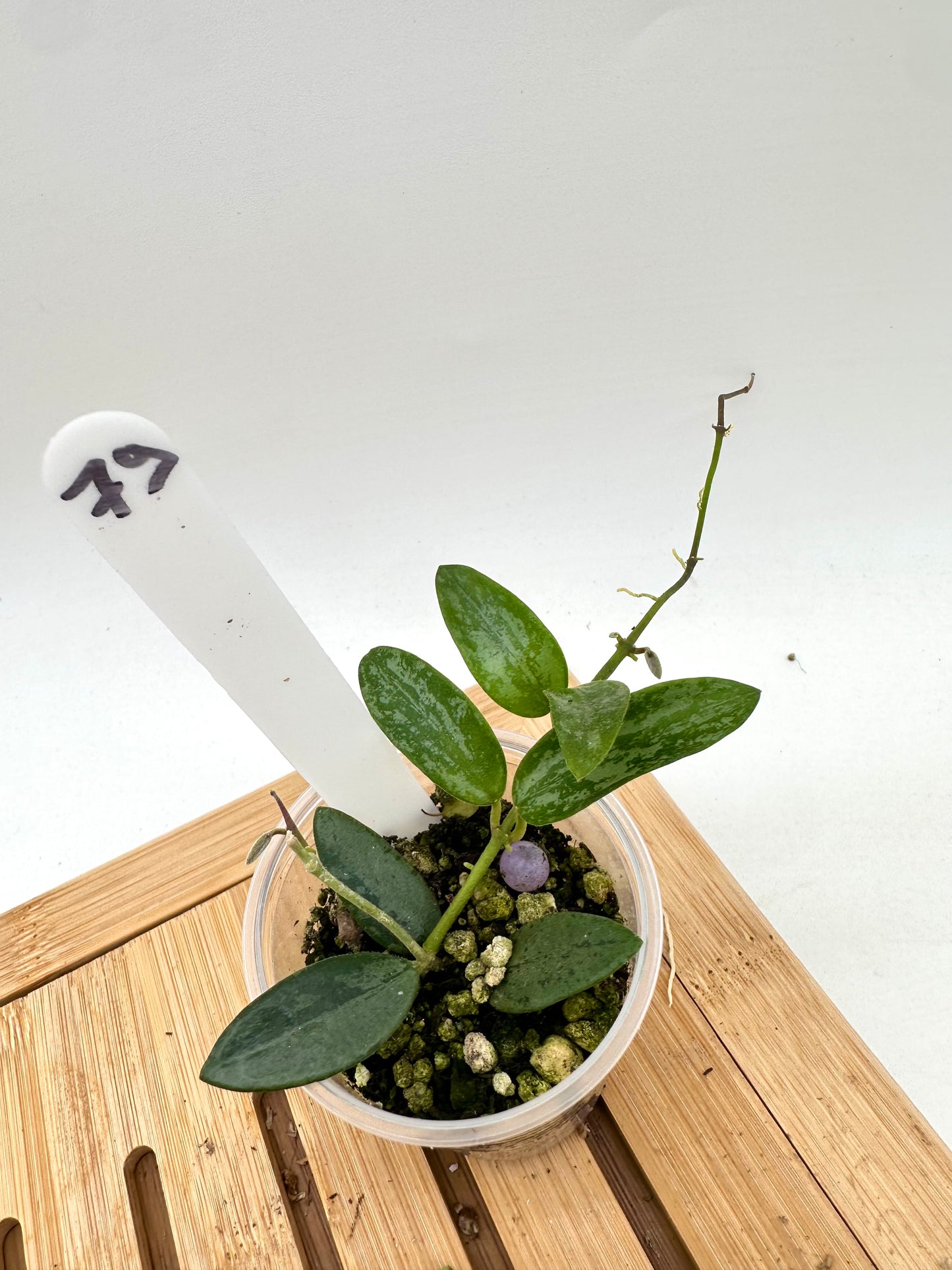 Hoya Lima Silver Splash