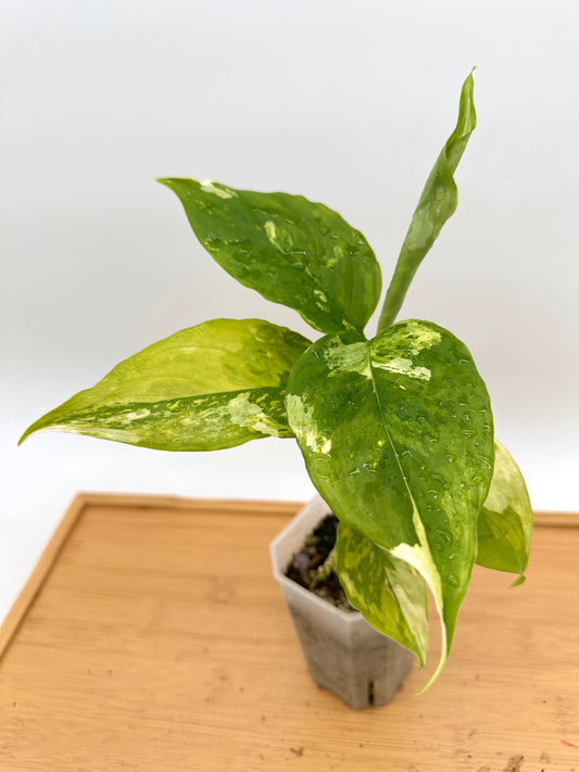 Aglaonema Khan-Hmak Tri-Color Variegated - Rare Find