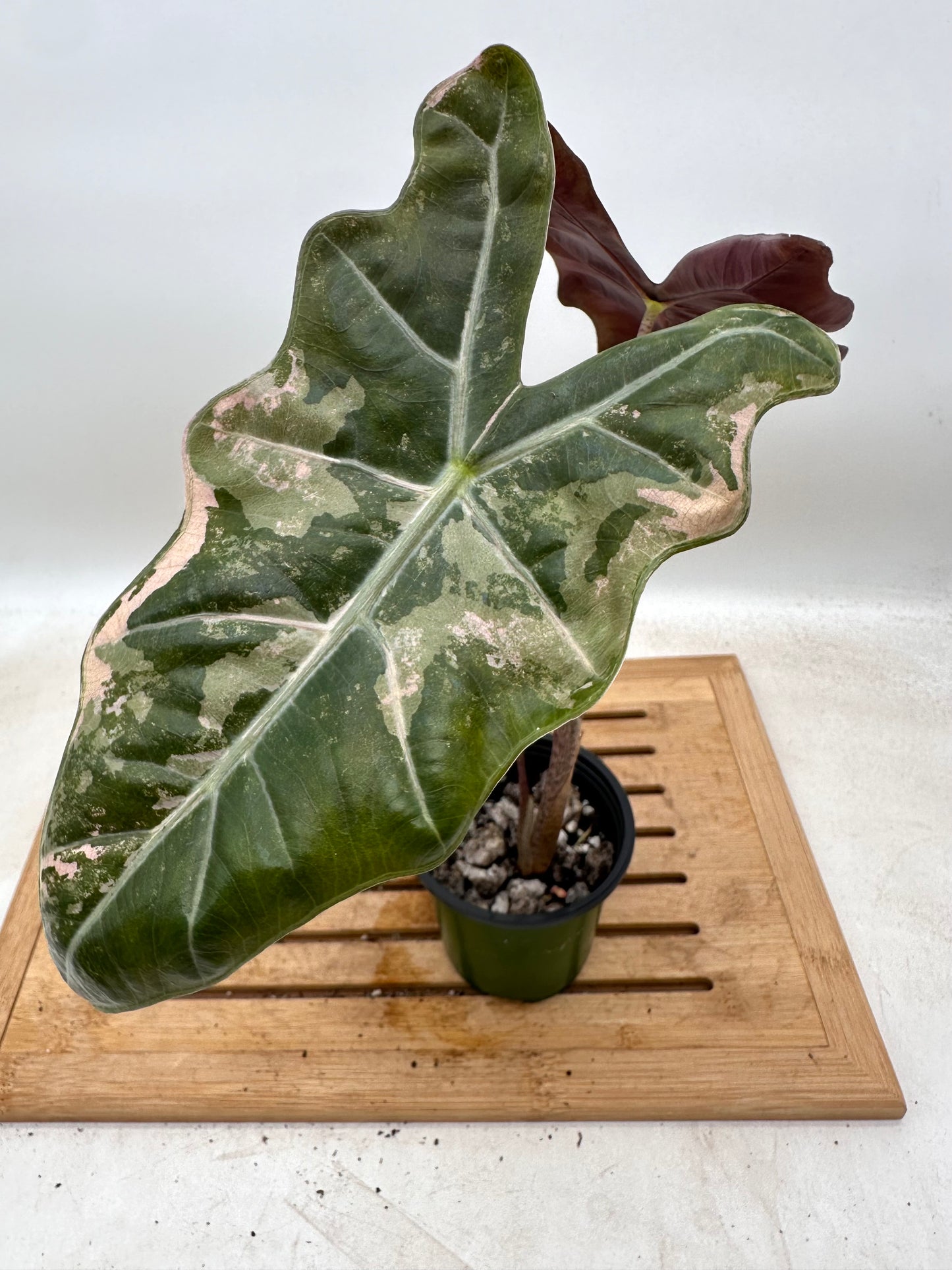 Alocasia Sanderiana Pink Variegated - has extra corm(s)