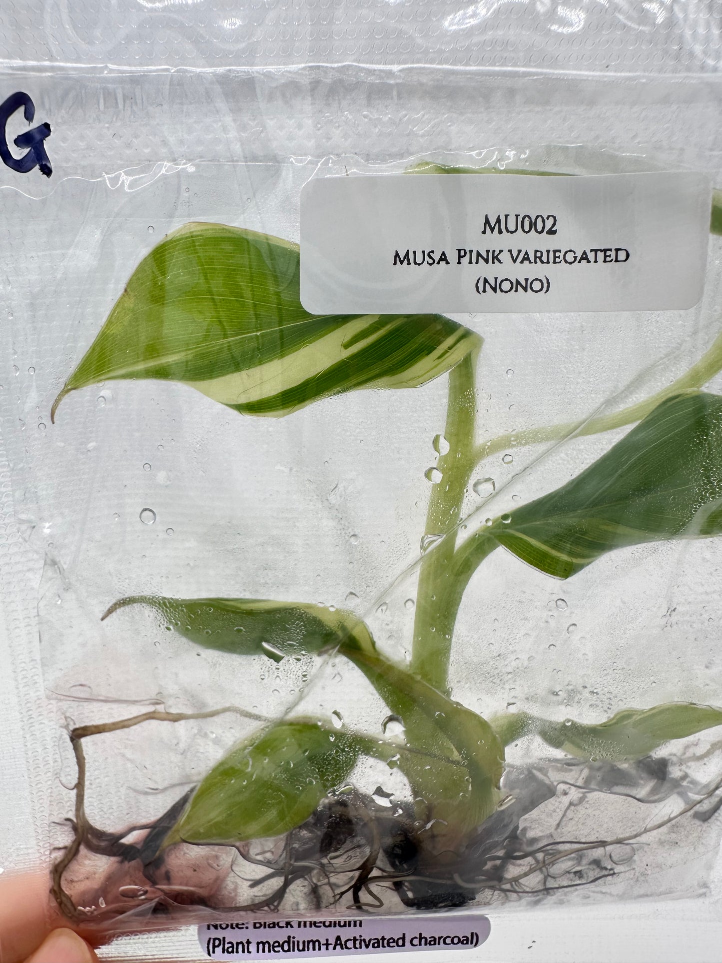 Tissue Culture - Musa Pink Variegated Banana Tree