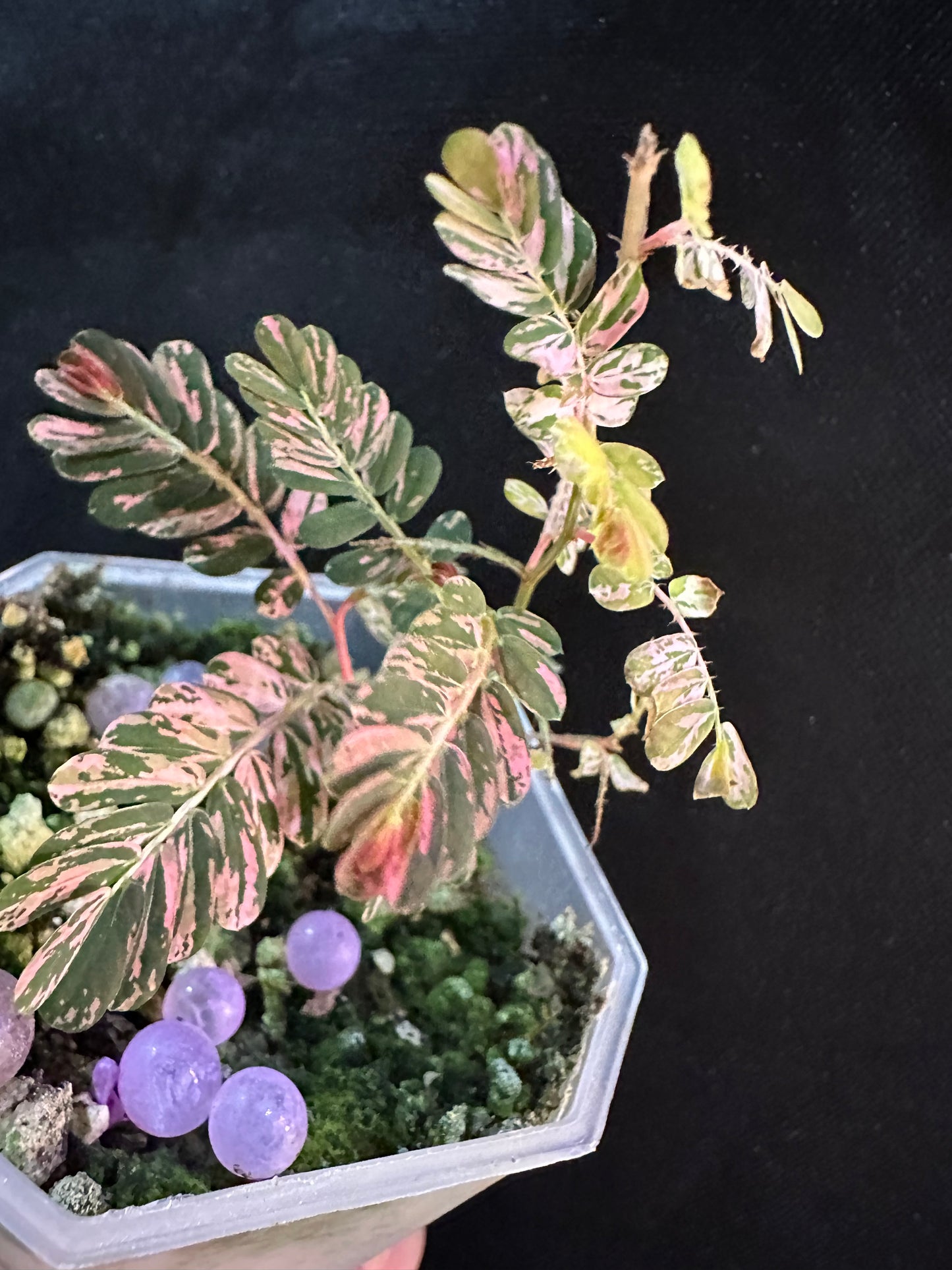 Phyllanthus Urinaria Pink Variegated - Multiple growths