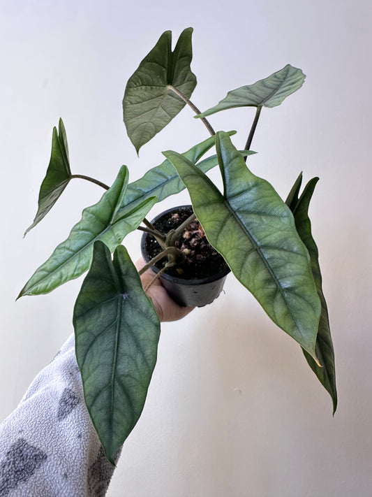 Alocasia Metalic Blue CORM