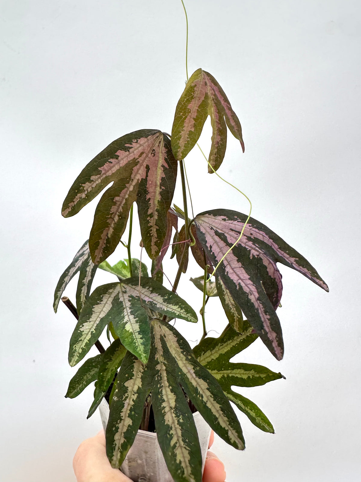 Passiflora Trifasciata Purple