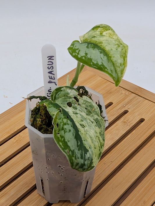 Scindapsus Peasun