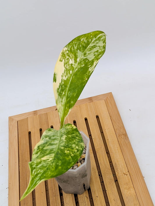 Dieffenbachia ‘Big Ben’ Variegated - Size S/M