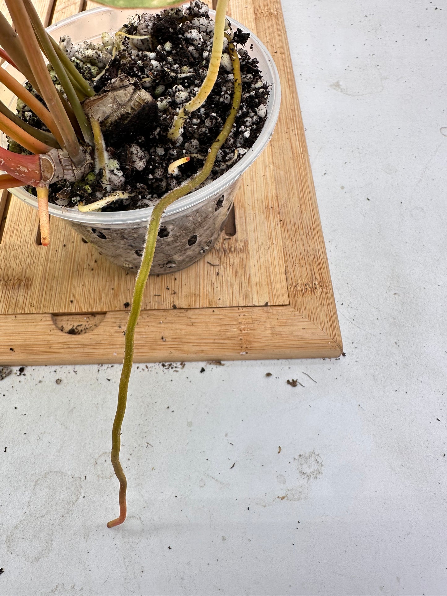 Philodendron Billietiae Variegated (multiple growths)