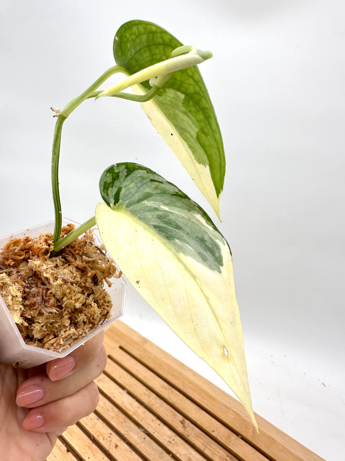 Scindapsus Mayari Variegated