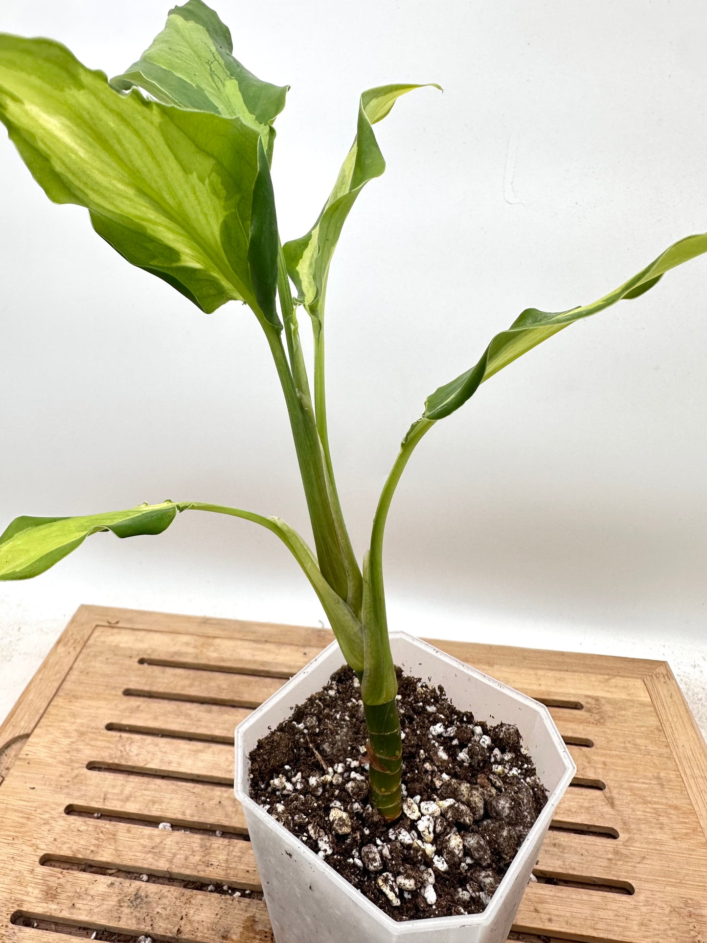 Aglaonema Rio - Rare Find 💚