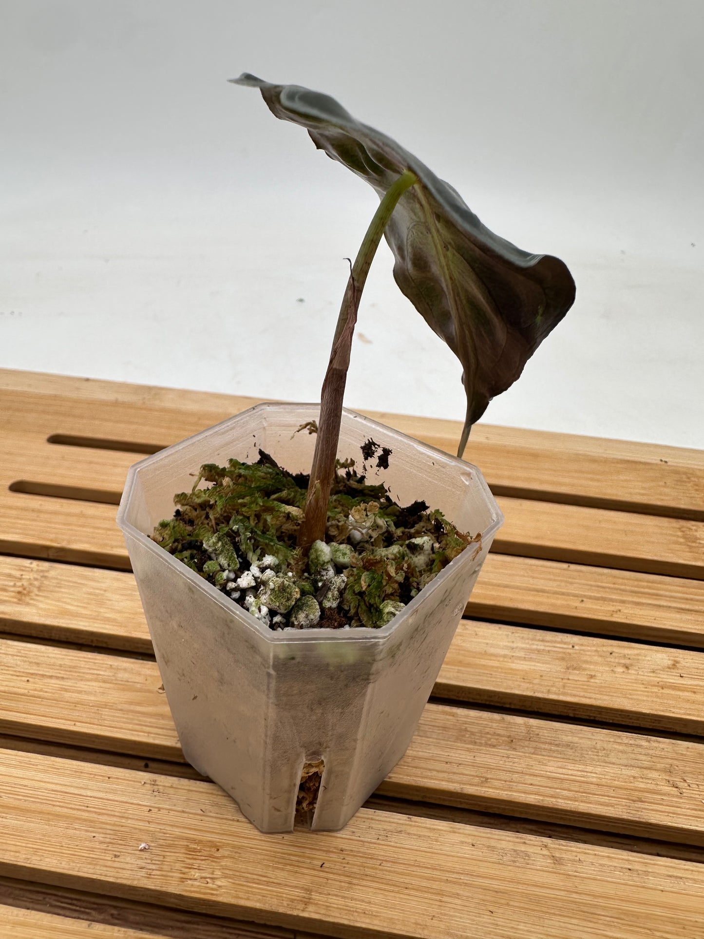 Alocasia Venom - Grown from Offshoot