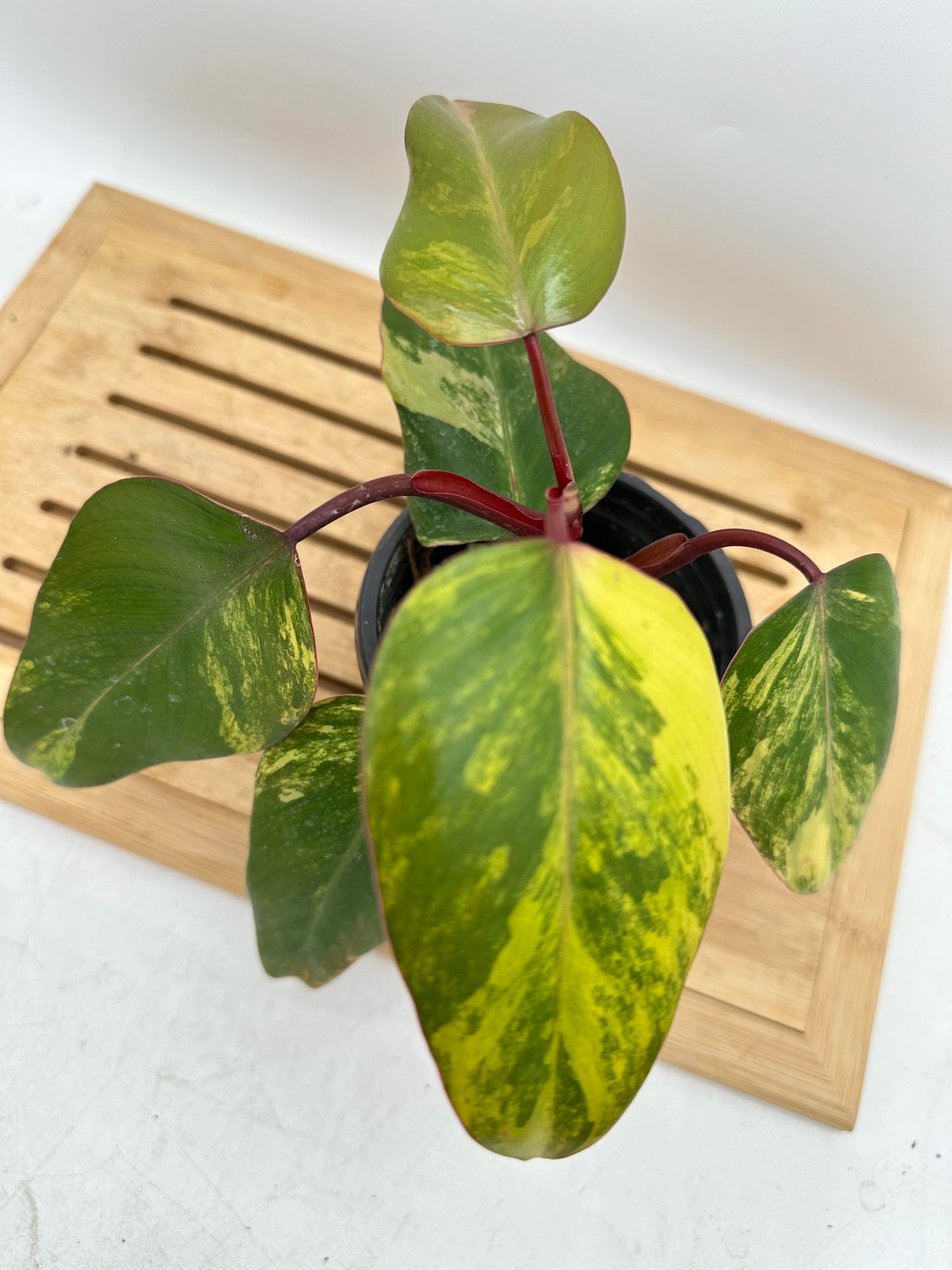 Philodendron Strawberry Shake Variegated