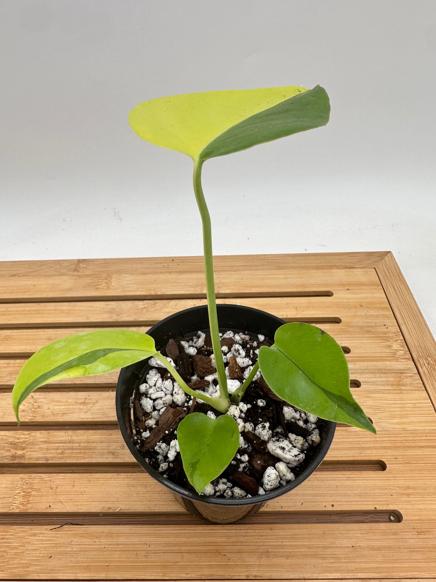 Monstera Light Lime #2