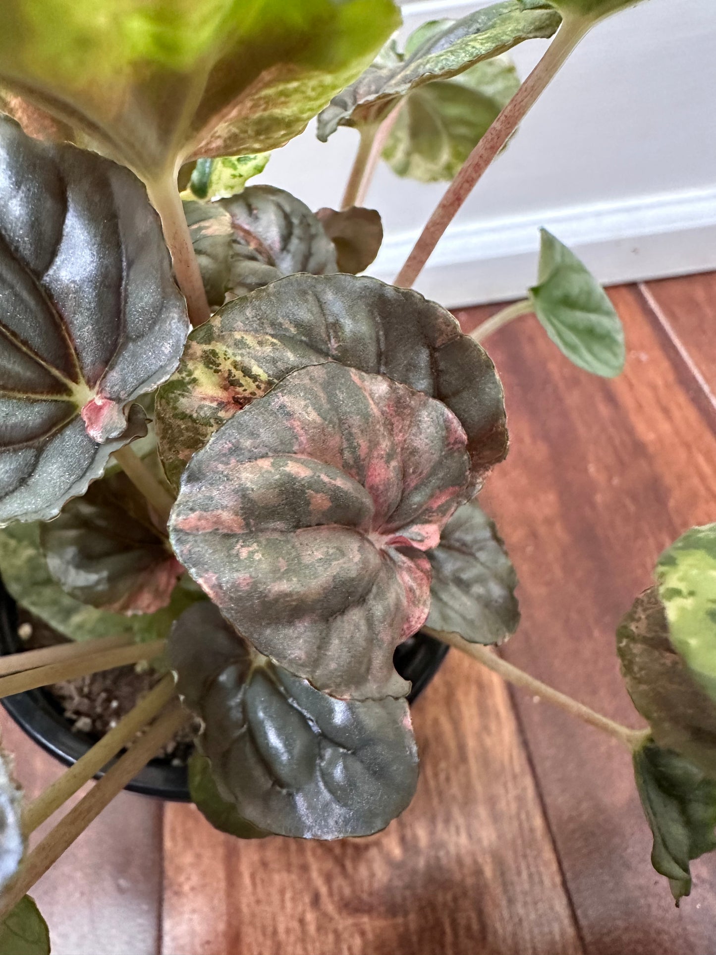 Peperomia Pink Lady Variegated