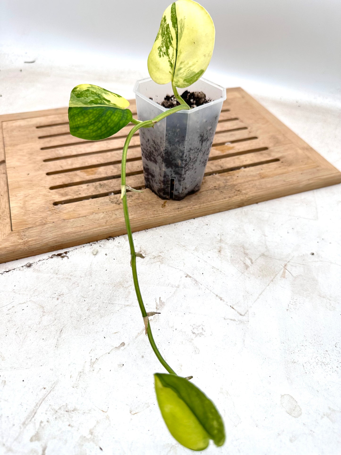 Scindapsus Jade Satin Aurea Variegated