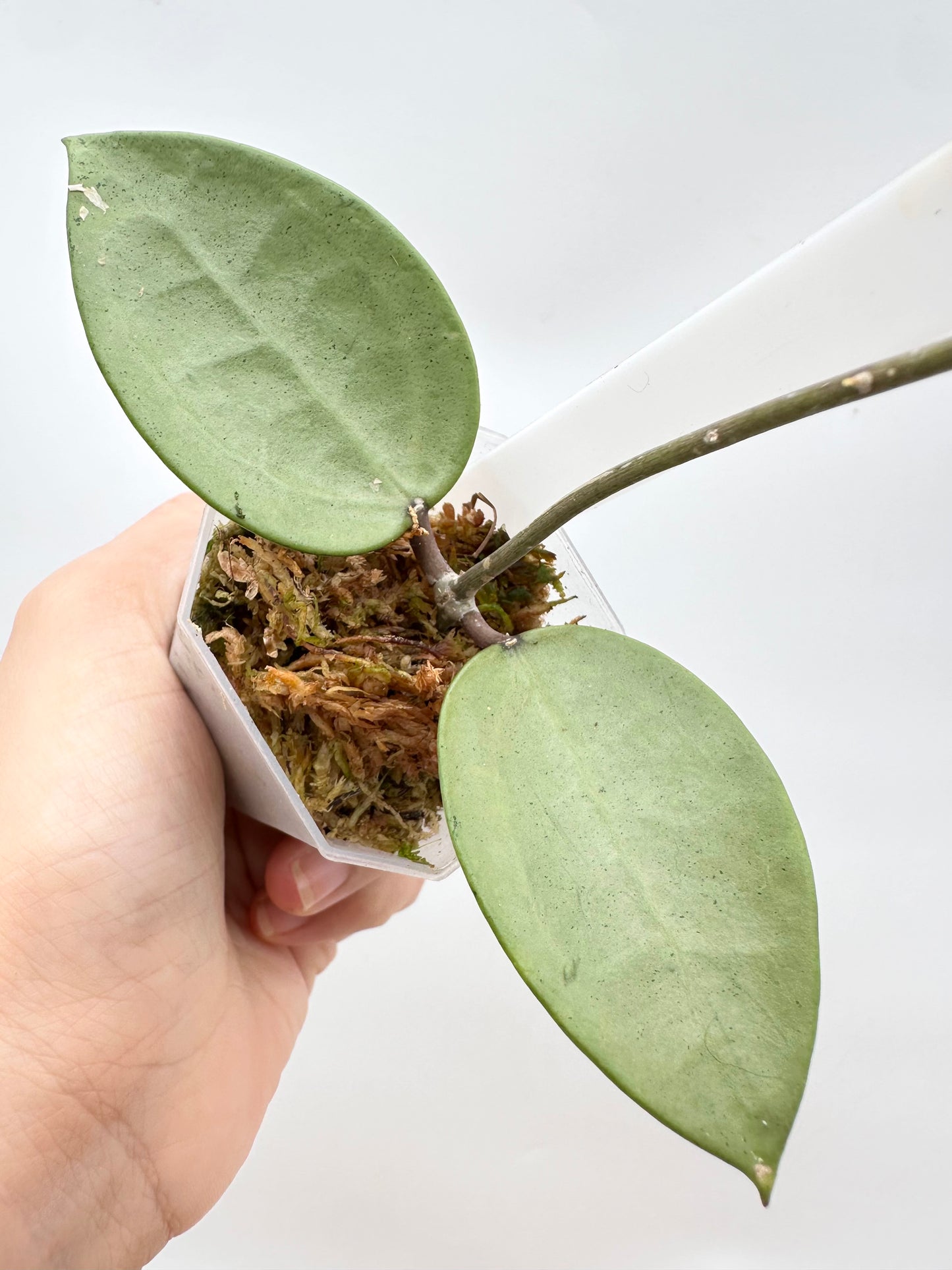 Hoya Verticillata ‘Silver Heart’