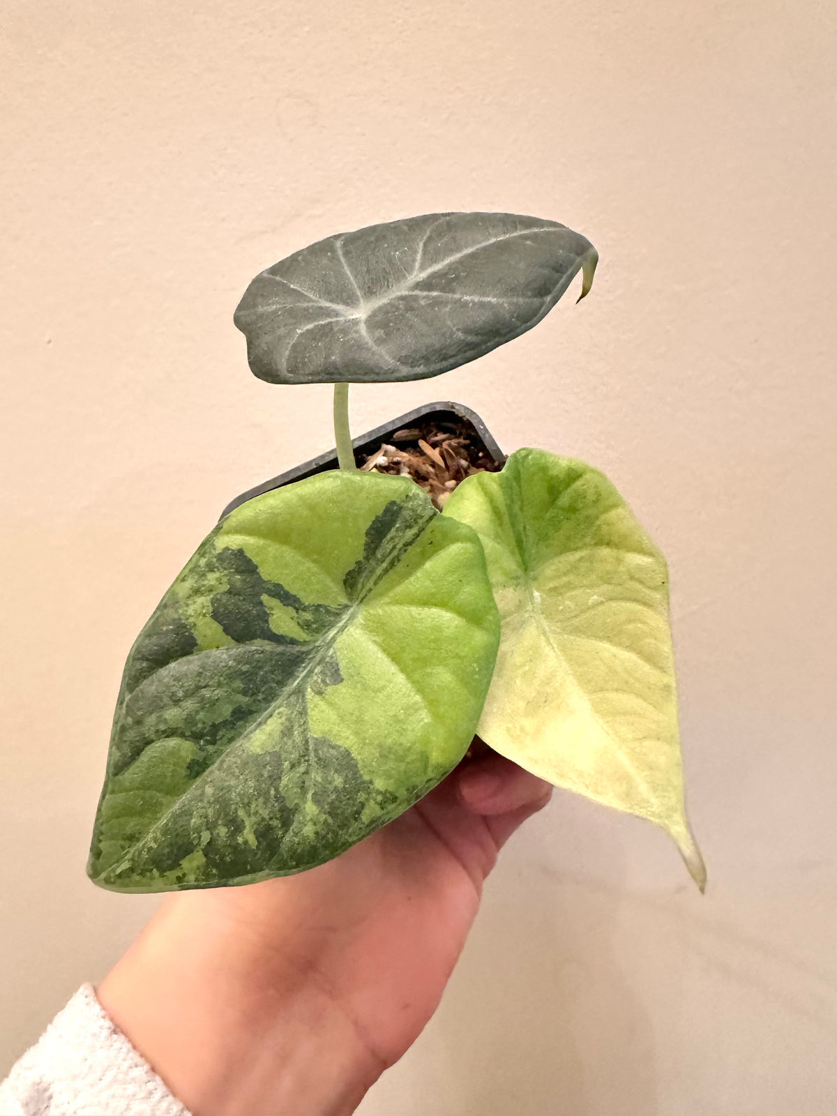 Alocasia Maharini Golden Like Variegated