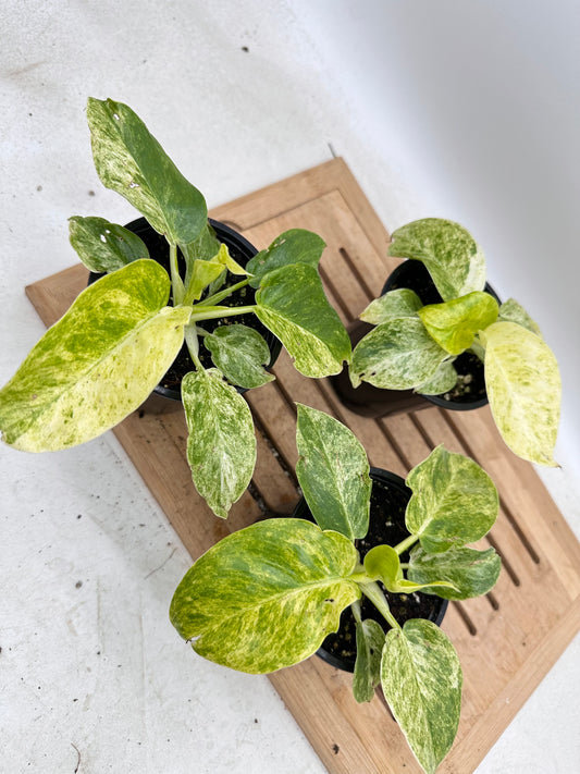 Philodendron Giganteum Variegated ‘Blizzard’