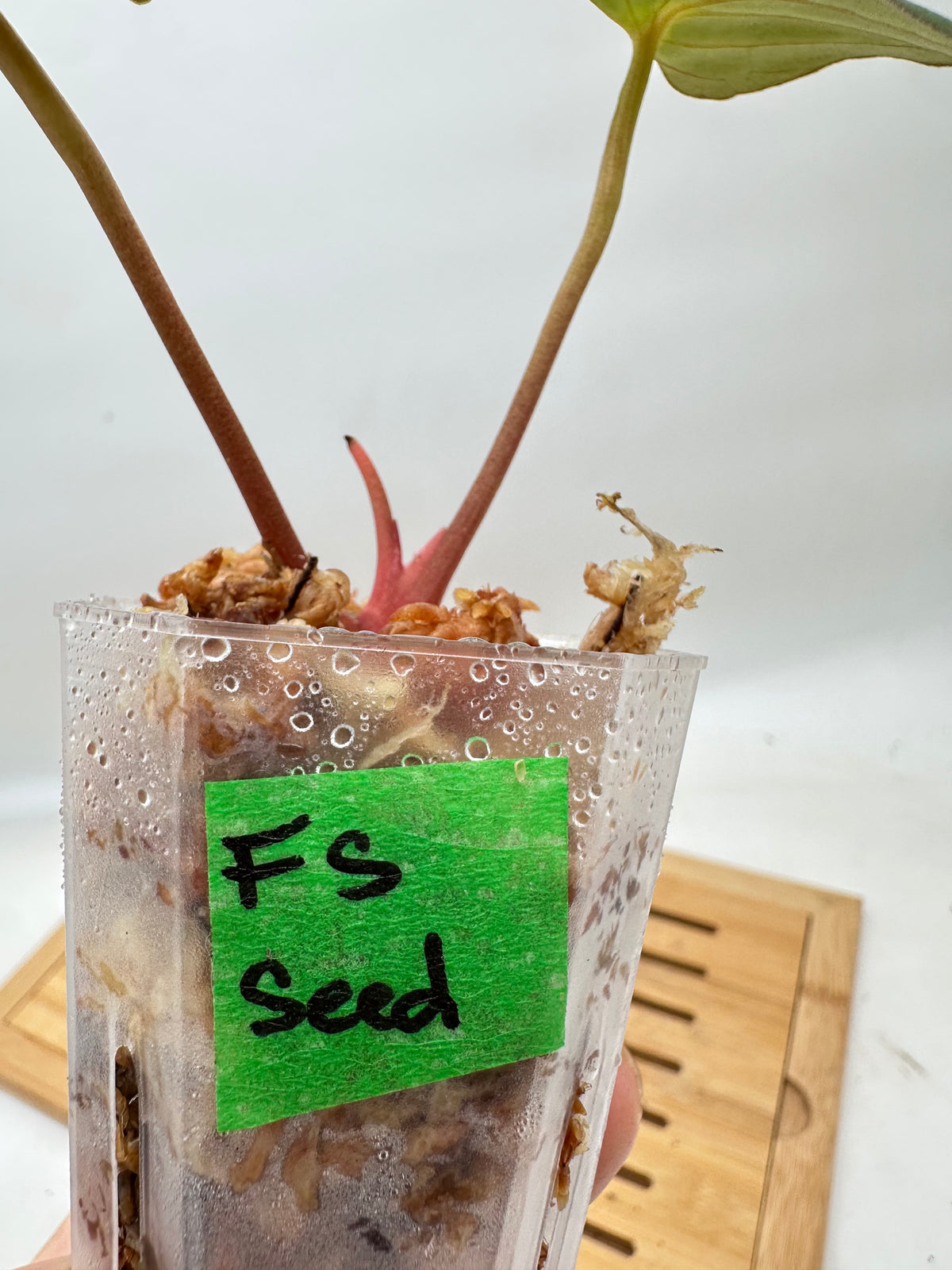 Anthurium Fort Sherman From Seed
