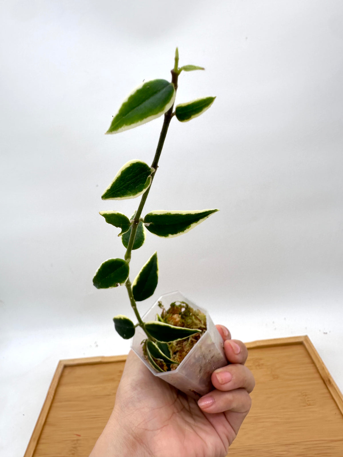 Hoya Bella Variegated