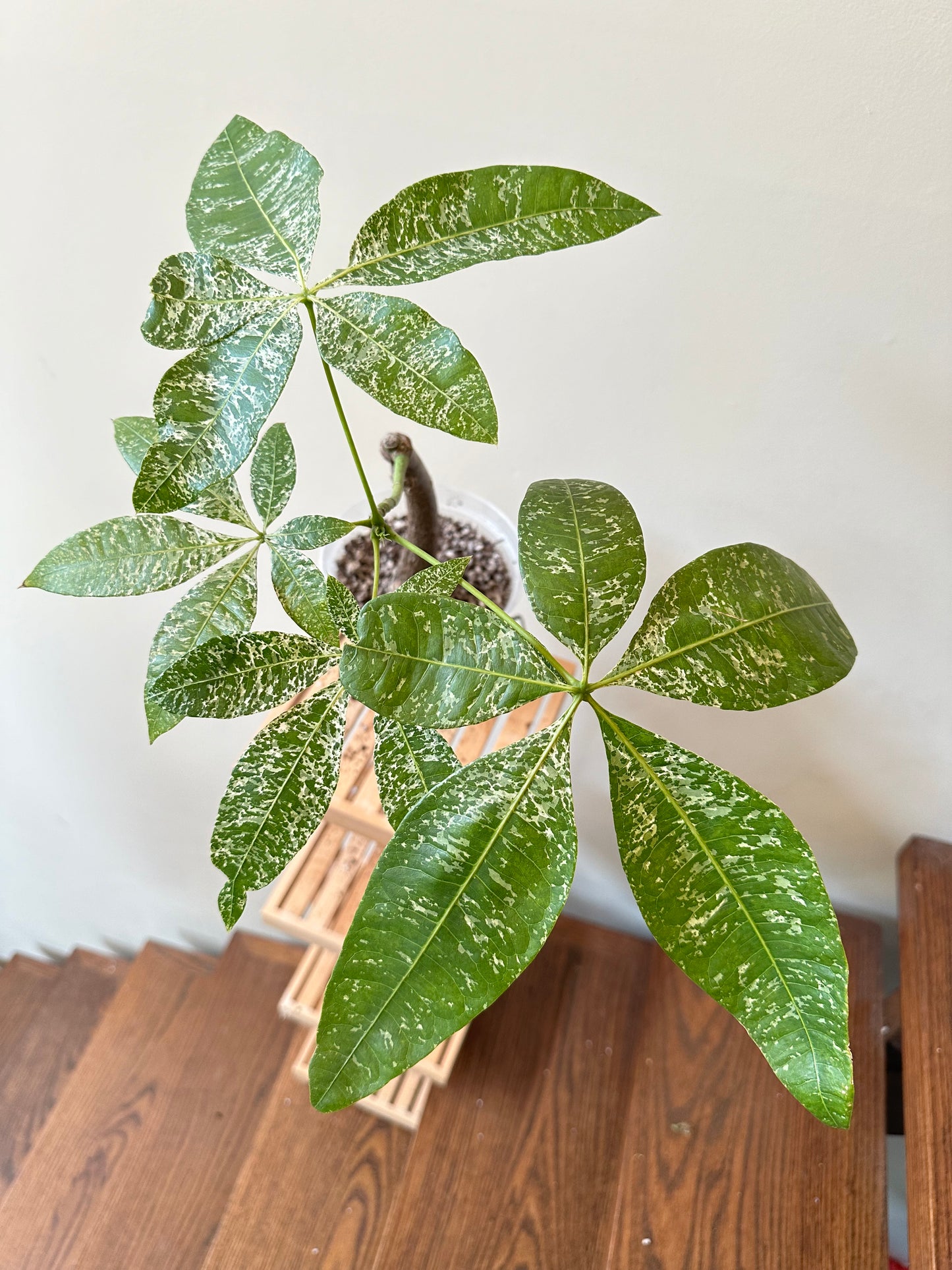 Variegated Money Tree (good size)