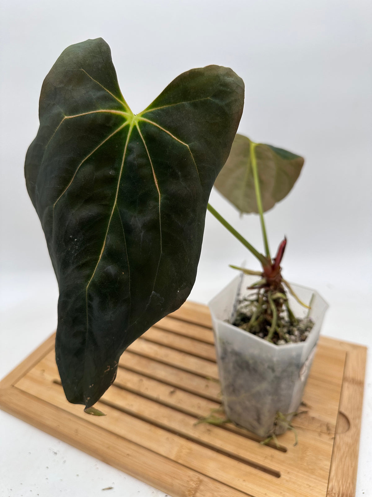Anthurium Dark Phoenix x Fosterman