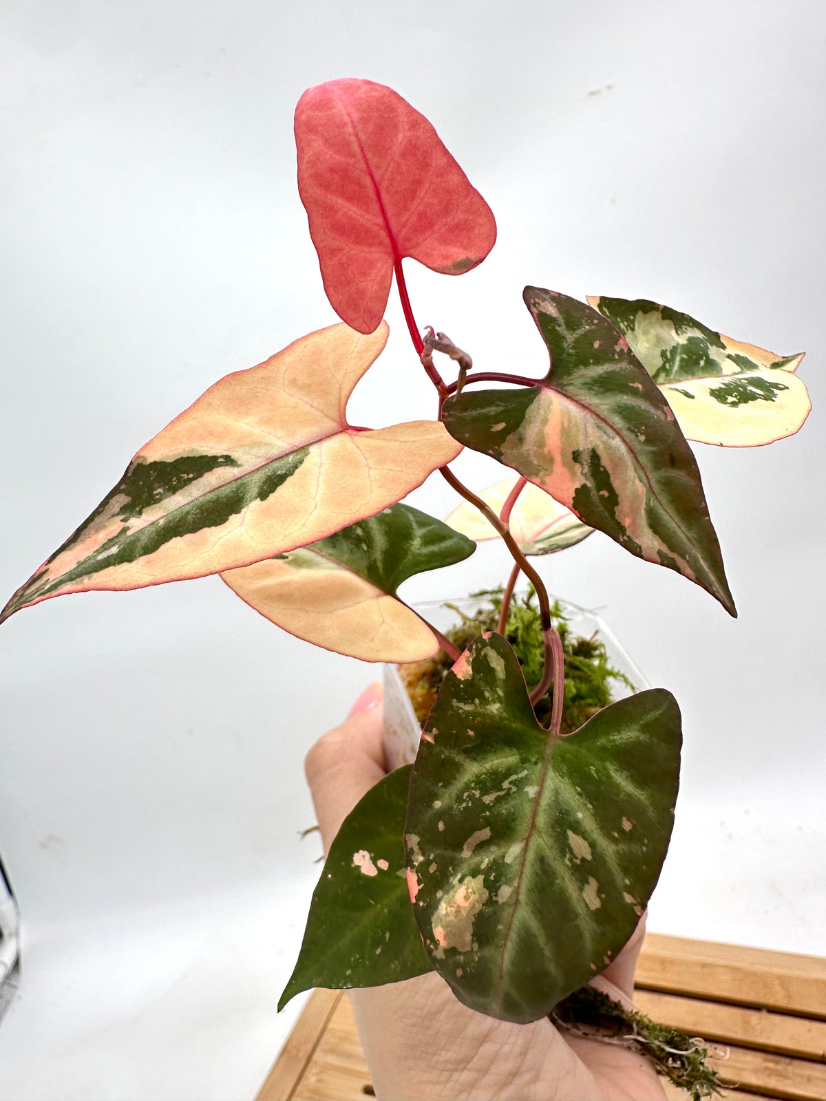 Fallopia Multiflora Variegated